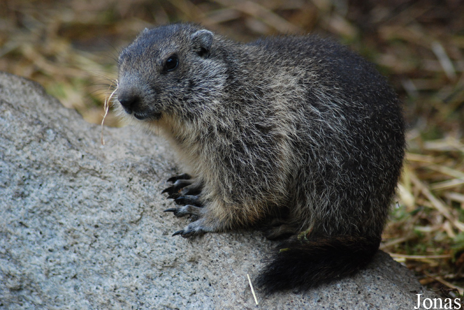 Marmota marmota