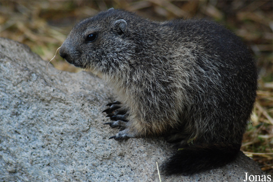 Marmota marmota