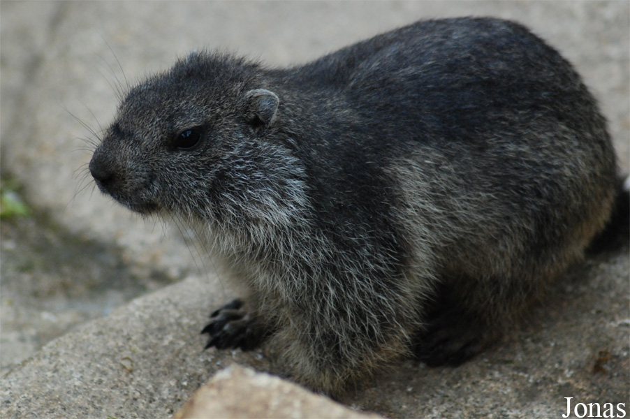 Marmota marmota