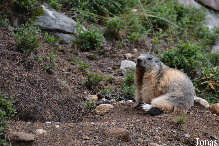 Marmota marmota