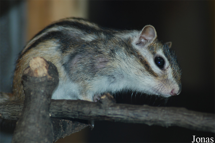 Tamias sibiricus