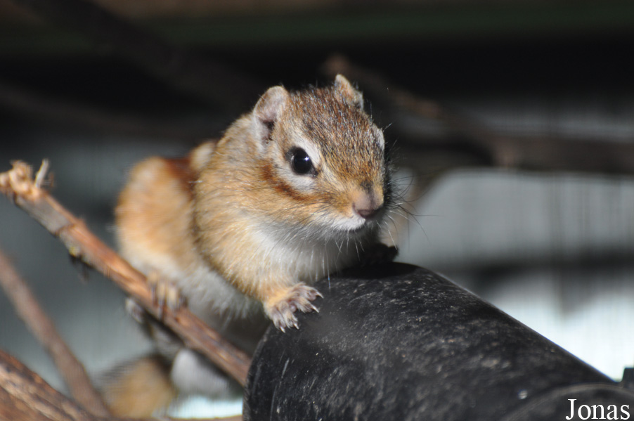 Tamias sibiricus