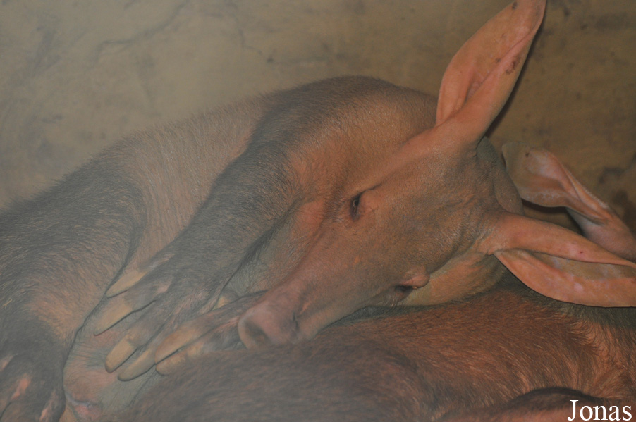 Orycteropus afer