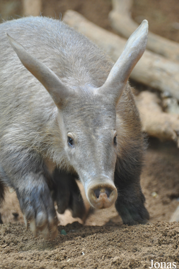 Orycteropus afer