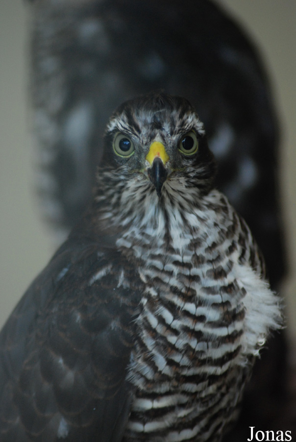 Accipiter gentilis