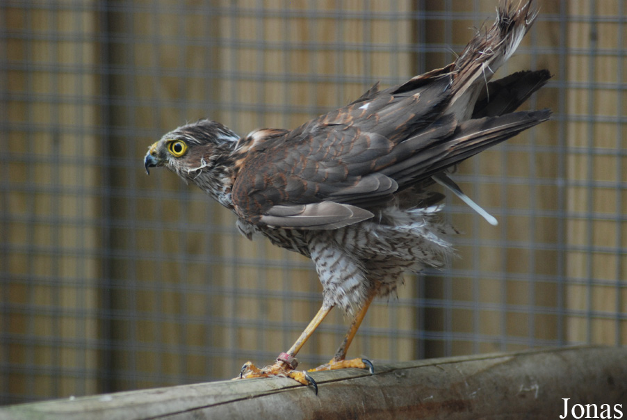 Accipiter gentilis