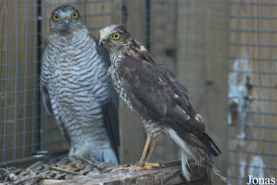 Accipiter gentilis