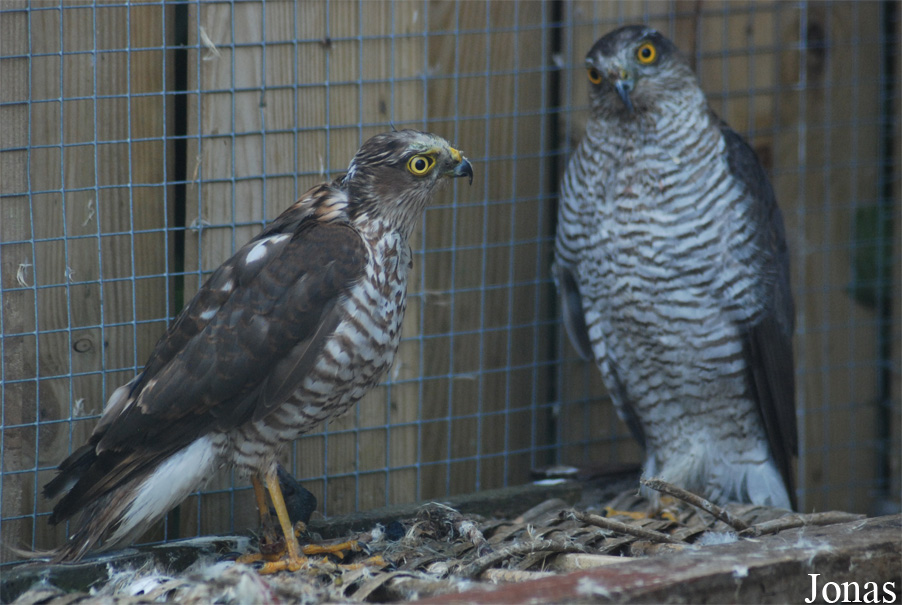 Accipiter gentilis