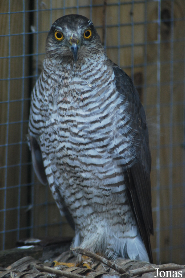 Accipiter gentilis