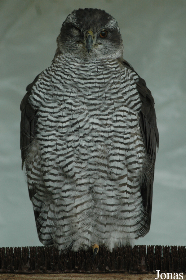 Accipiter gentilis