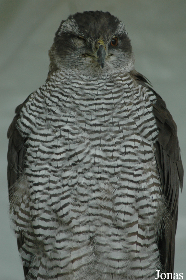 Accipiter gentilis