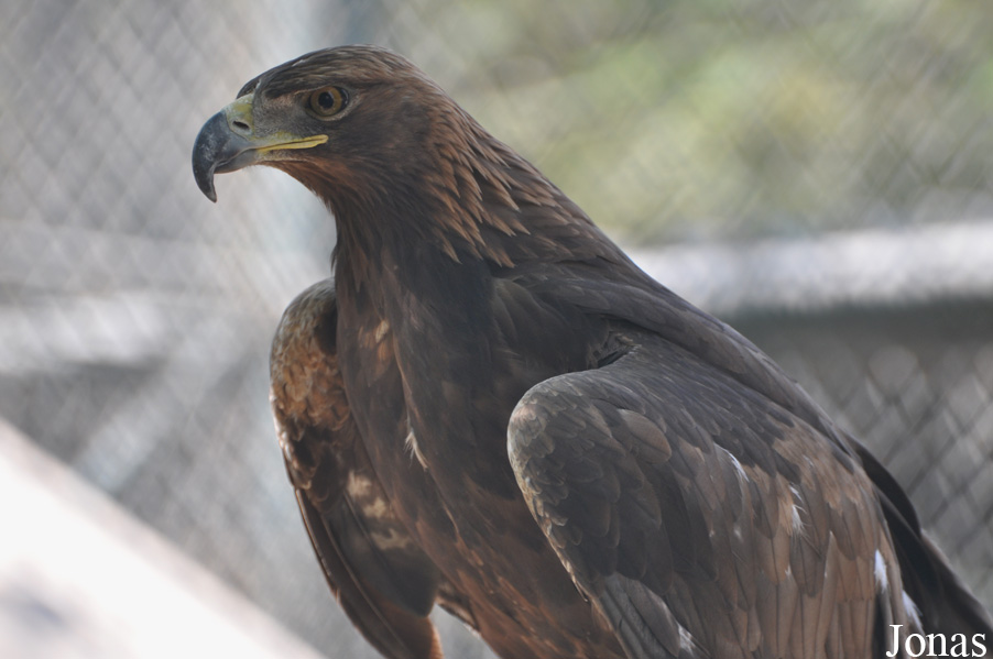 Aquila chrysaetos