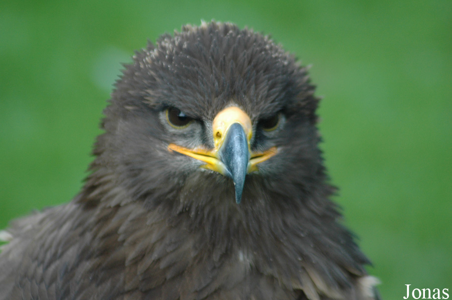 Aquila nipalensis