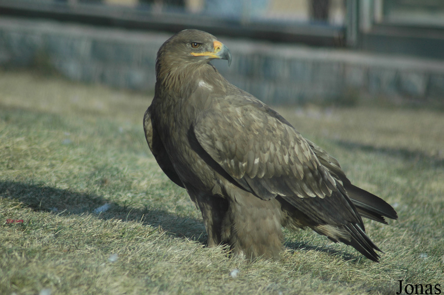 Aquila rapax