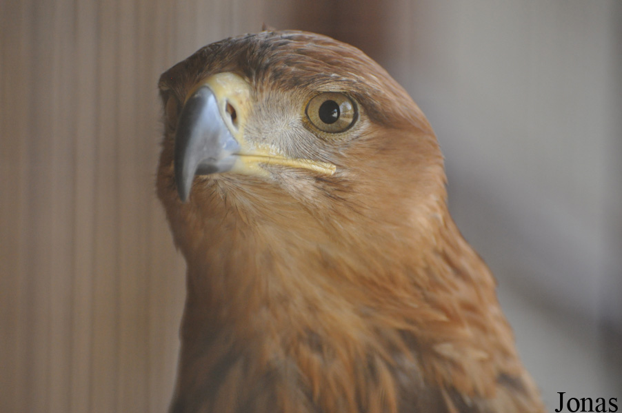 Aquila rapax