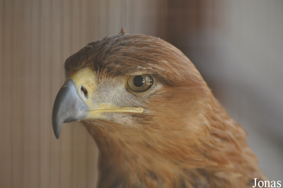 Aquila rapax
