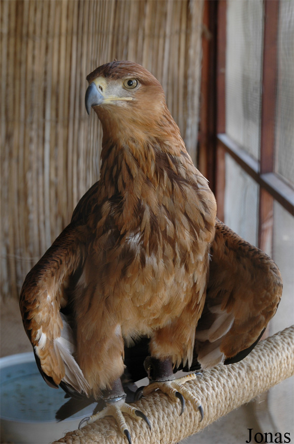 Aquila rapax