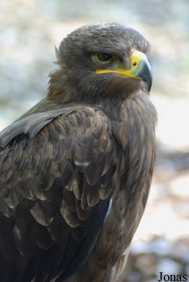 Aquila rapax