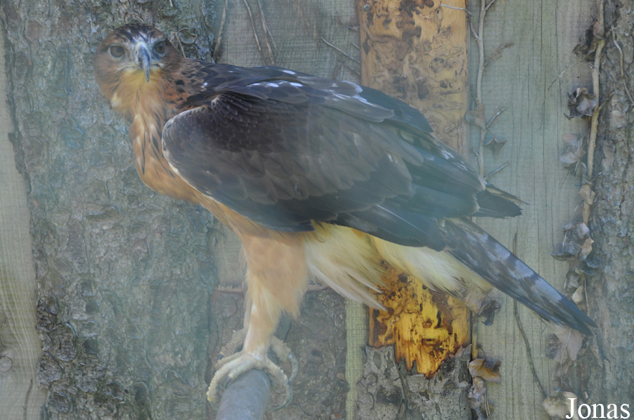 Aquila spilogaster