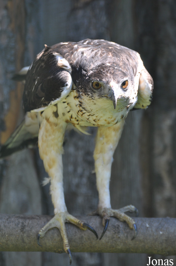 Aquila spilogaster