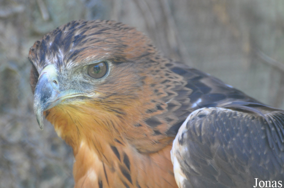 Aquila spilogaster