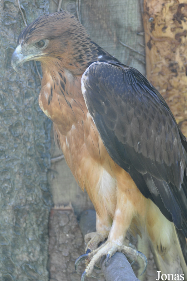 Aquila spilogaster