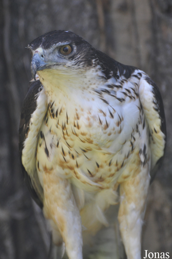 Aquila spilogaster