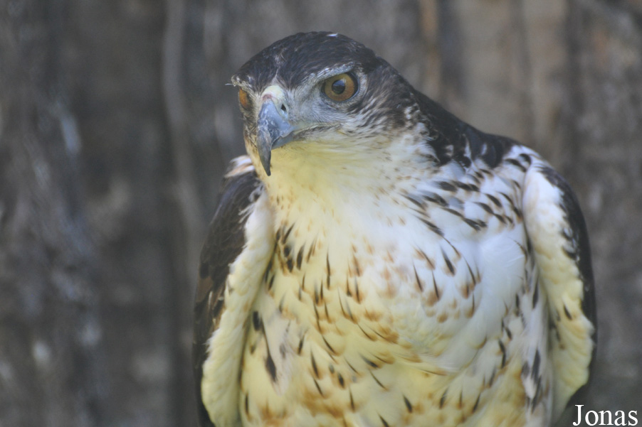 Aquila spilogaster