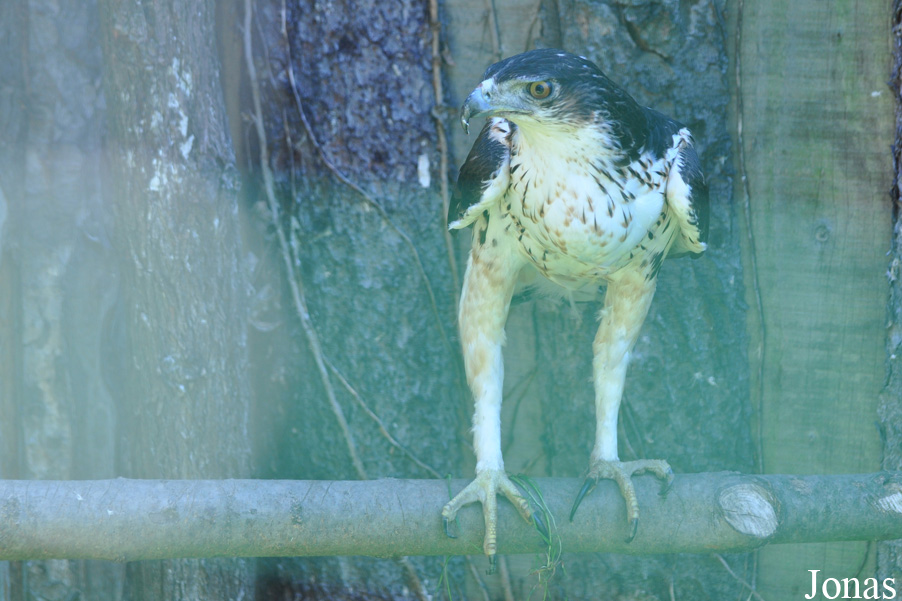 Aquila spilogaster