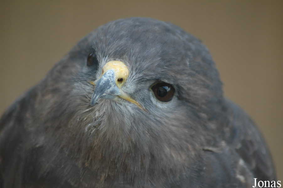 Buteo buteo