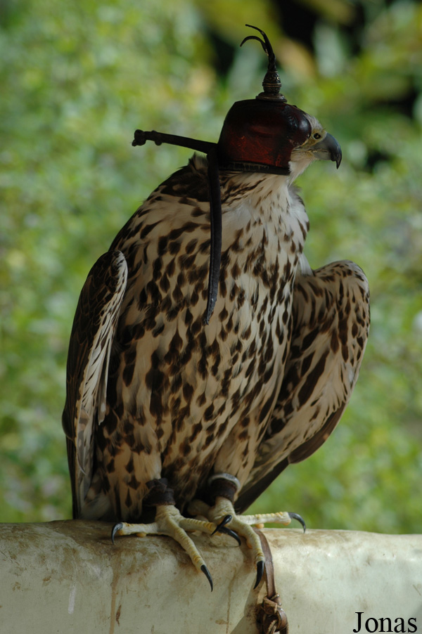 Buteo buteo
