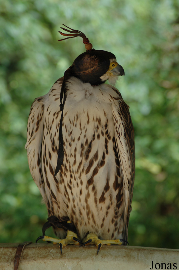Buteo buteo