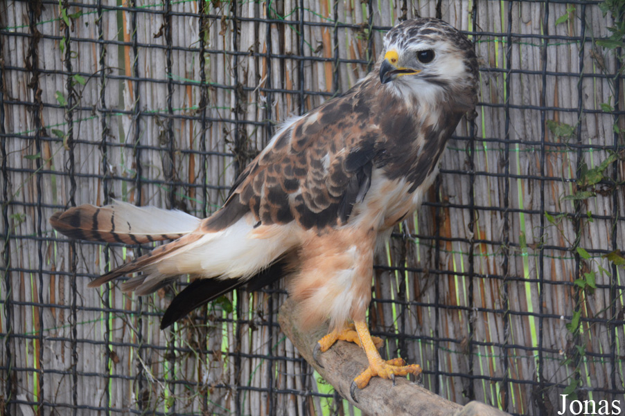 Buteo buteo