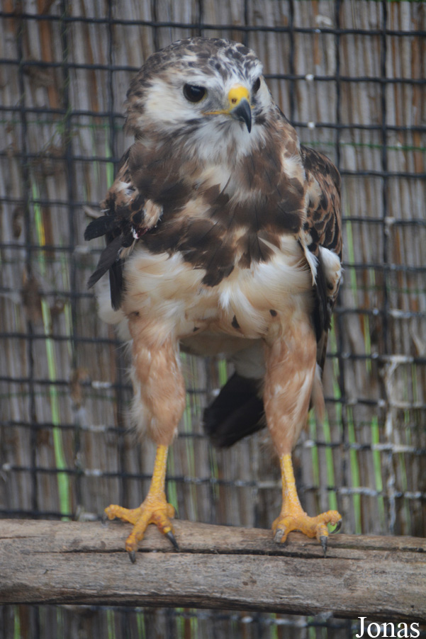 Buteo buteo