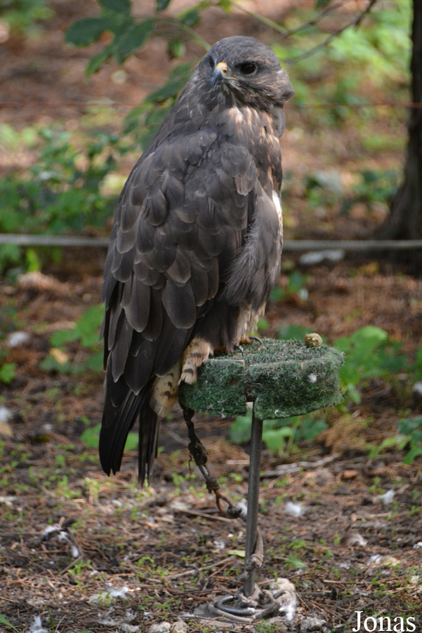 Buteo buteo