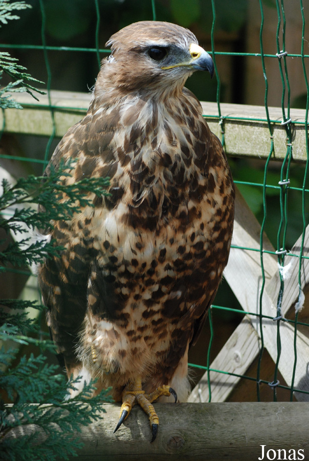 Buteo buteo