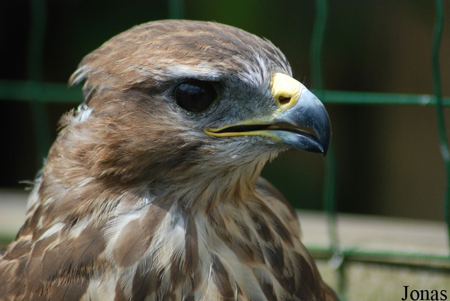 Buteo buteo