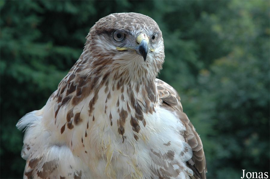 Buteo hemilasius