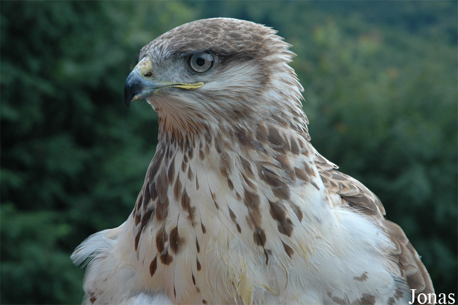 Buteo hemilasius