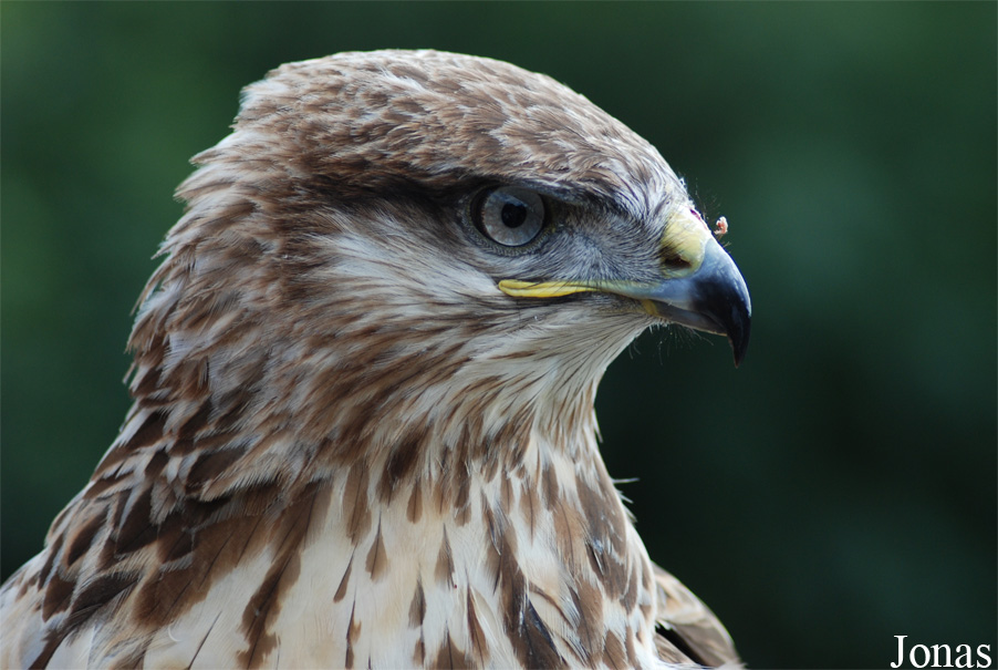 Buteo hemilasius