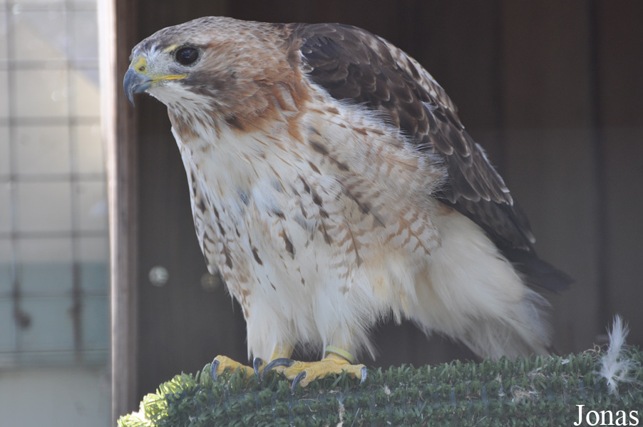 Buteo jamaicensis