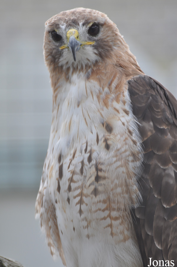 Buteo jamaicensis