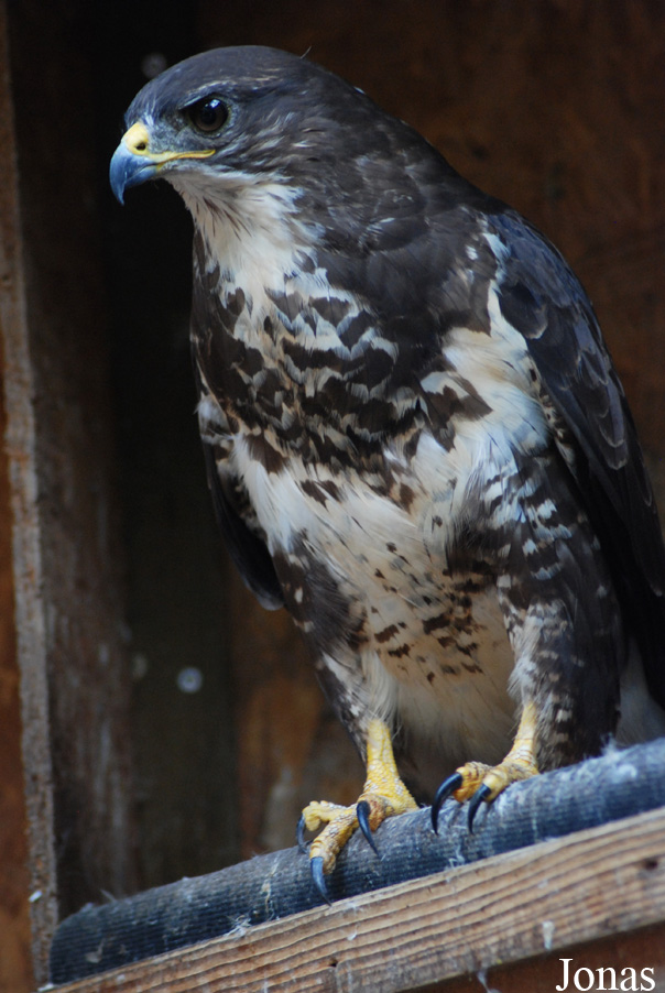 Buteo sp.