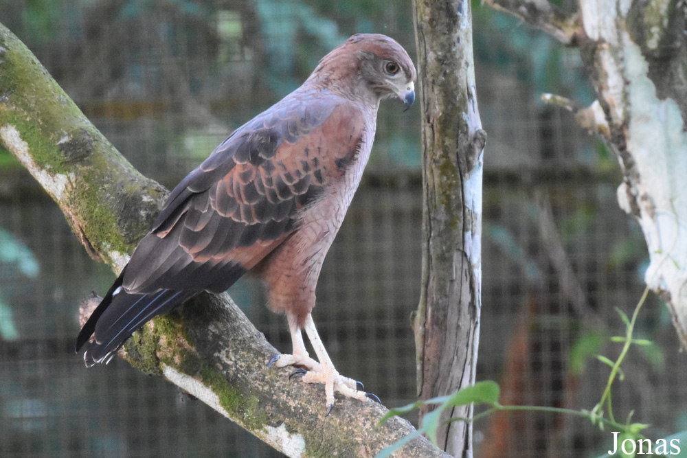 Buteogallus meridionalis
