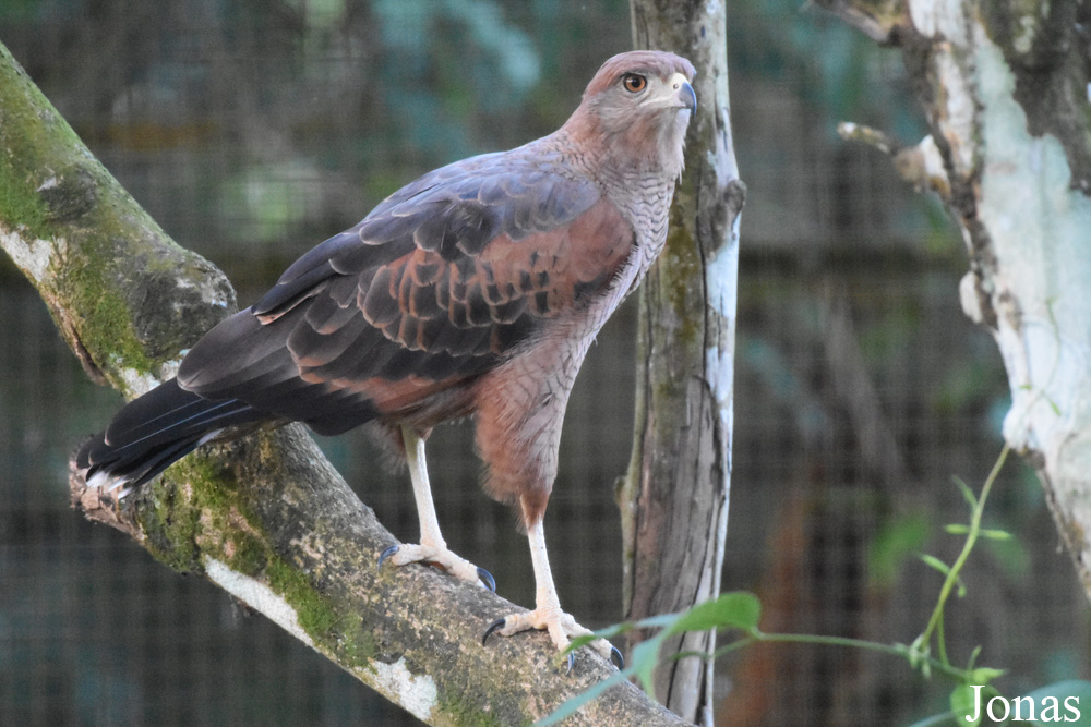 Buteogallus meridionalis