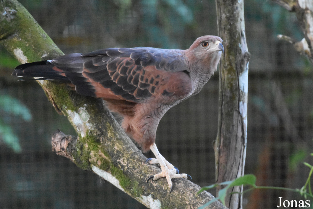 Buteogallus meridionalis