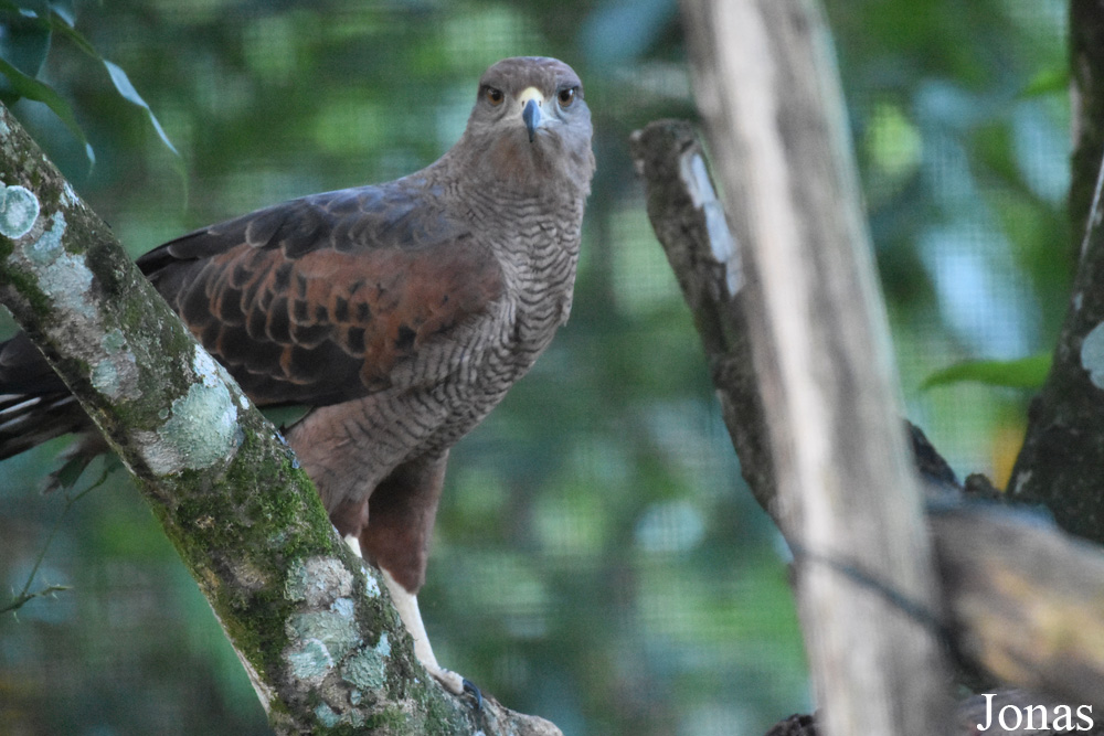 Buteogallus meridionalis