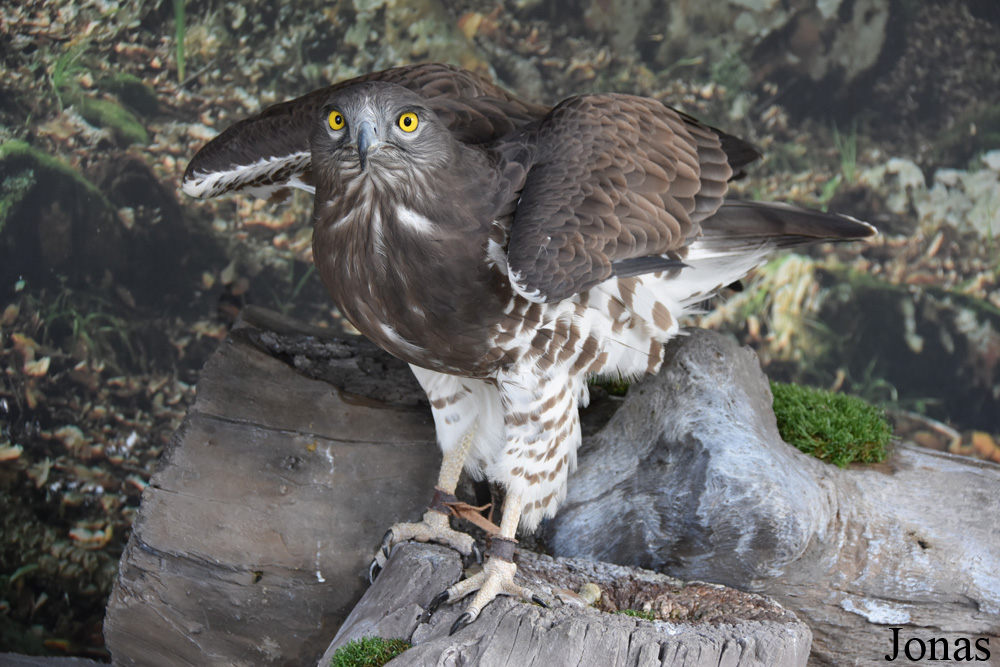 Circaetus gallicus