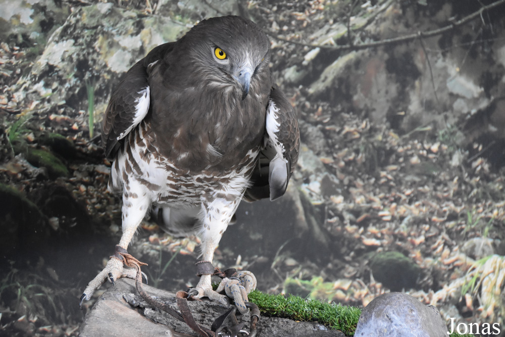 Circaetus gallicus