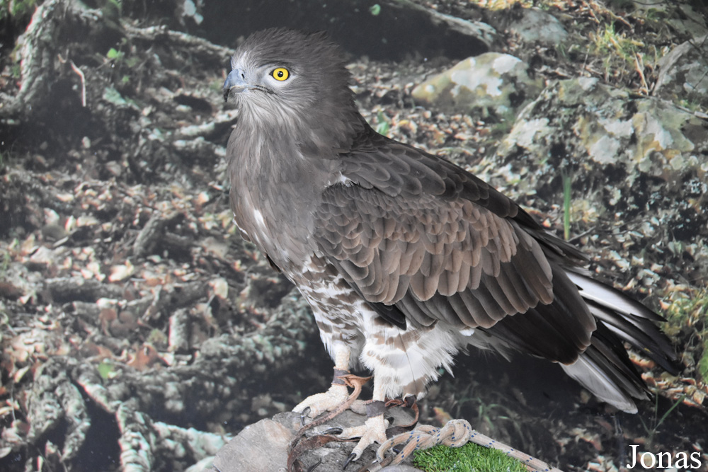 Circaetus gallicus